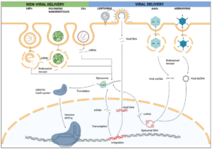 Comparison of non-viral and viral delivery platforms for CRISPR/Cas9 genome editing. Schematic overview of major non-viral and viral delivery strategies used to transportCRISPR/Cas components into target cells. Non-viral delivery systems include lipid nanoparticles (LNPs), polymeric nanoparticles, and extracellular vesicles (EVs), which primarily encapsulate
CRISPR cargo in the form of mRNA or ribonucleoprotein (RNP) complexe
