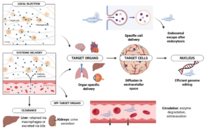 Delivery routes, biological barriers, and clearance pathways for in vivo genome editing. Schematic overview of local and systemic delivery strategies for genome-editing therapeutics and the key biological barriers influencing in vivo performance