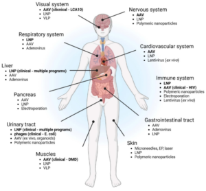 Delivery modalities for CRISPR/Cas-based genome editing across major organ systems. Schematic overview of the principal viral and non-viral delivery platforms currently explored for CRISPR/Cas genome-editing applications in different organ systems.