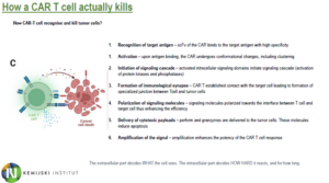 How a CAR T cell actually kills