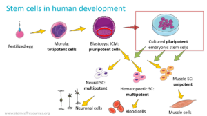 Stem cell in human development