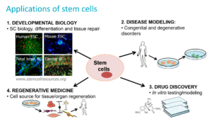 Applications of stem cells